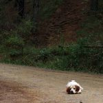 Affinity-Abandono-19