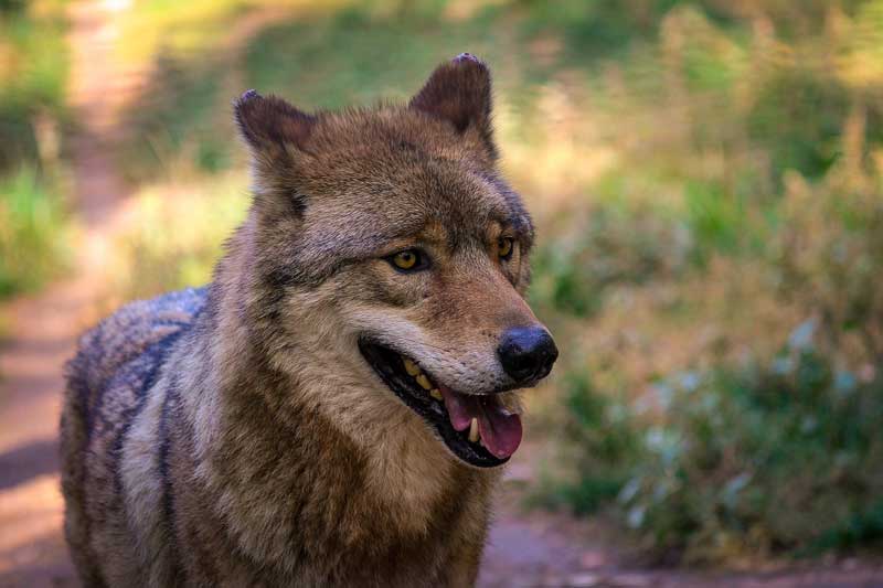 Lobo-en-castilla-leon