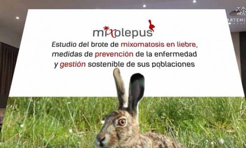 El proyecto ‘MIXOlepus’ lanza un vídeo sobre las últimas investigaciones del brote de mixomatosis
