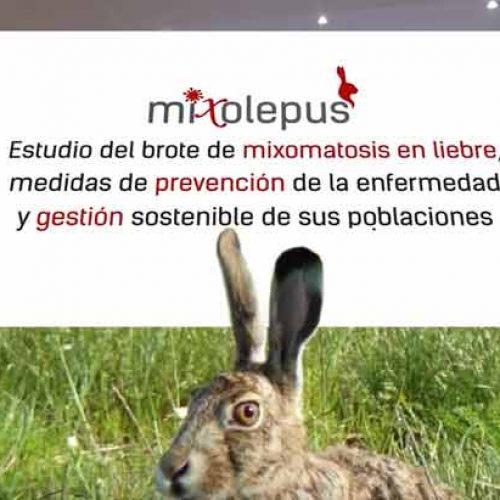 El proyecto ‘MIXOlepus’ lanza un vídeo sobre las últimas investigaciones del brote de mixomatosis