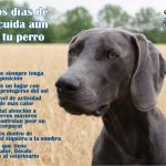 verano---perros