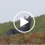 Berrea-Picos-de-Europa-web-
