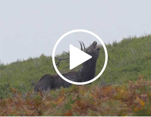 Berrea-Picos-de-Europa-web-