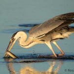 Digiscoper-of-the-Year---DOY