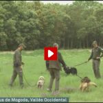 Federacion-Catalana-tv3