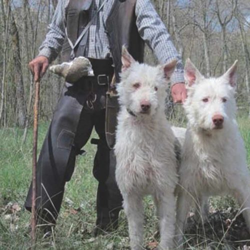 La Comunidad de Madrid confirma a ARRECAL que autorizará el enterramiento de los perros de rehala