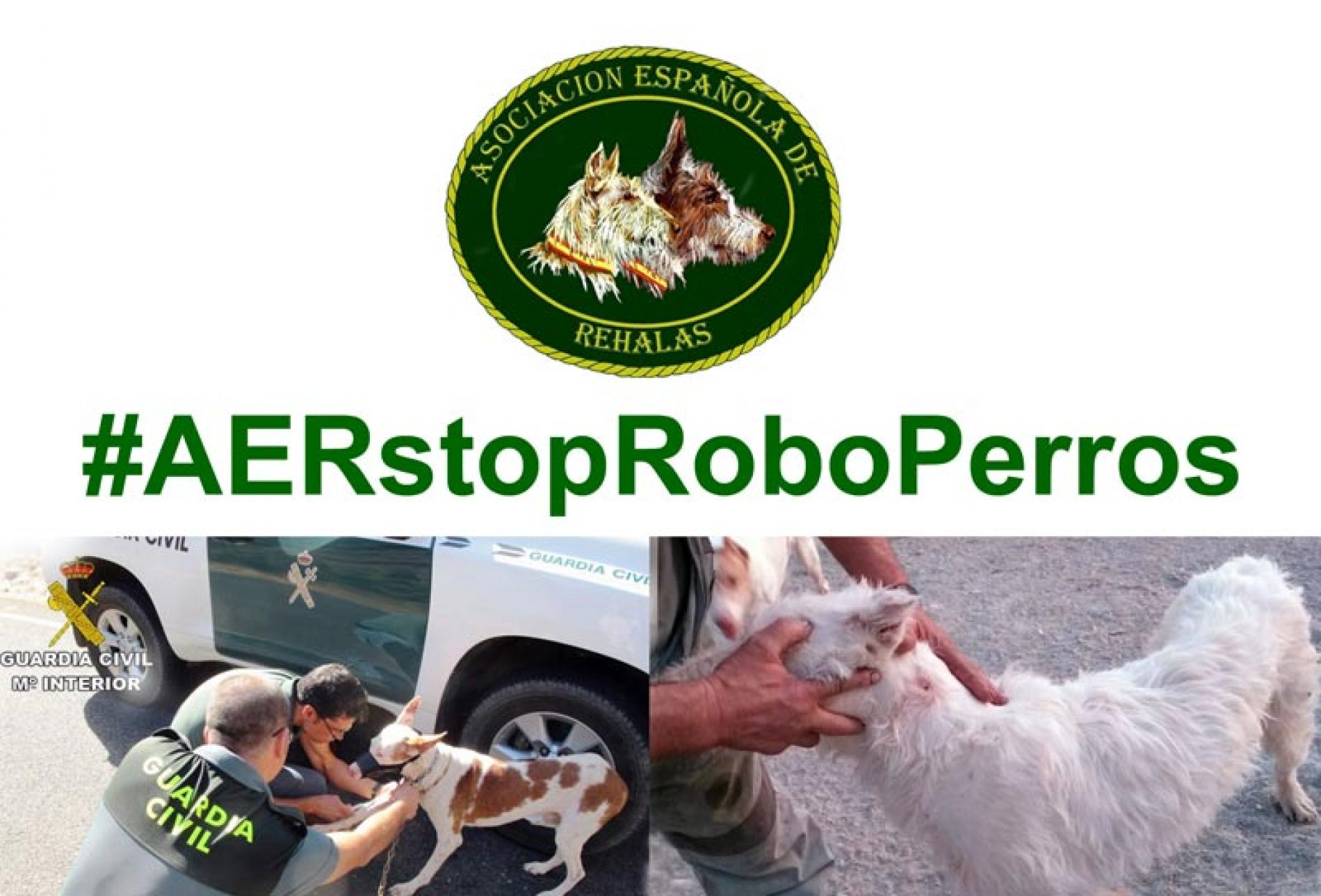 La Asociación Española de Rehalas lanza la campaña #AERstopRoboPerros