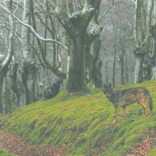 La RFEC se persona para defender el Plan de Gestión del Lobo en Cantabria