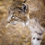 Lince-Iberico-