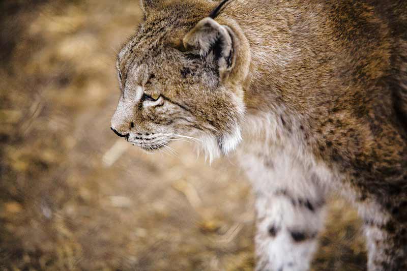 Lince-Iberico-