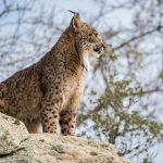 Lince artemisan
