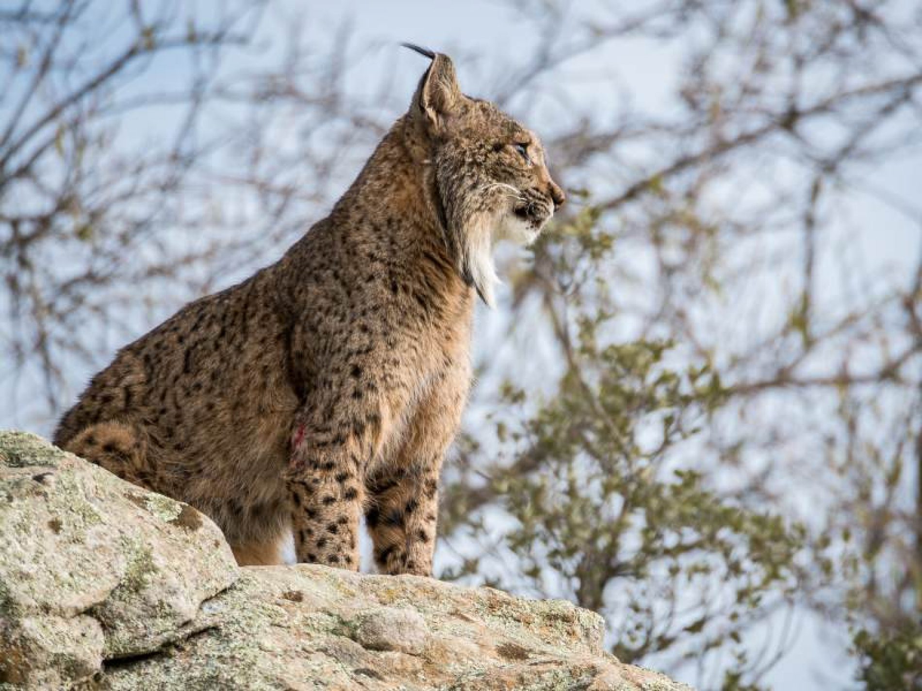 Linces, cazadores, vampiros y carroñeros