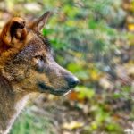 Lobo iberico sentencia