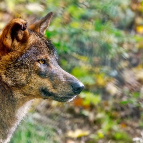 Una sentencia del Tribunal de Justicia de la UE abre la puerta al control cinegético de poblaciones de lobo al sur del Duero