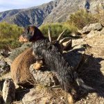 informe-perros-rastreo