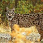 El-lince-toledo
