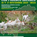 Podenco Ibicenco 19