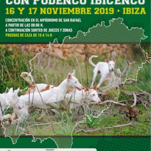 Ibiza se prepara para recibir el  Campeonato de España de Caza con Podenco Ibicenco