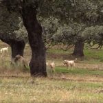 Transporte animales RFEC