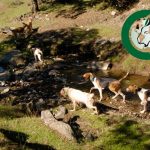 Perros de caza cinegetica 20