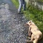 maltrato_perra_galicia