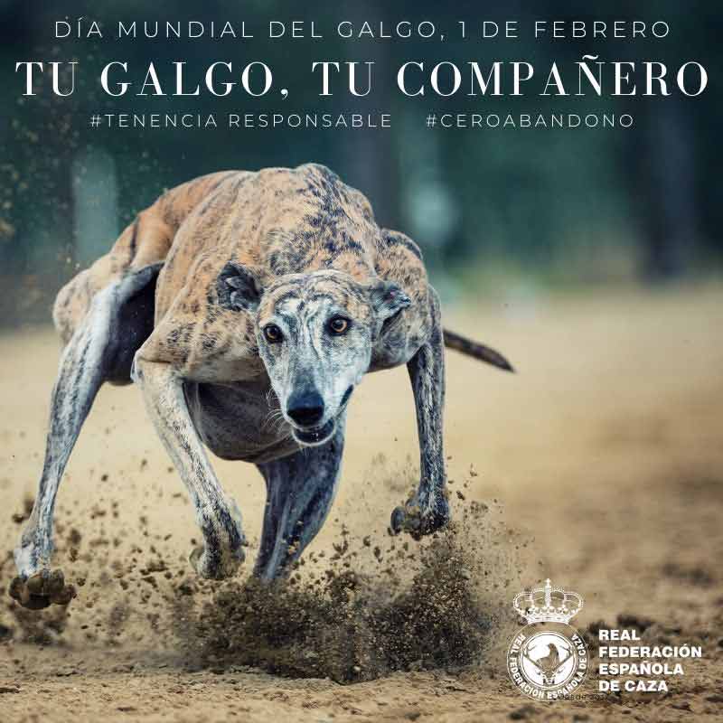 Día-Mundial-del-Galgo2