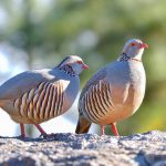 Fuerteventura-fauna-silvestre