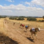 Galgos-fedexcaza 20