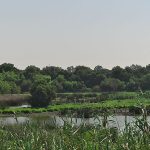 800px-Parque_Nacional_de_Doñana._La_Rocina