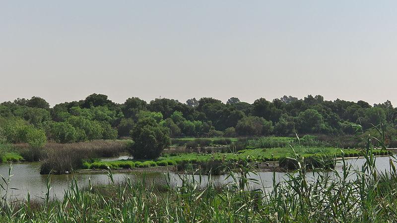 800px-Parque_Nacional_de_Doñana._La_Rocina