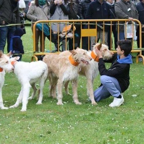 ARRECAL lleva a los tribunales a una protectora de animales de Tarragona por la apropiación del perro de uno de sus rehaleros