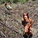 Campeonato-Podenco-20