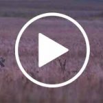Corzos-Siberianos-web