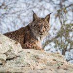 Lince-fac