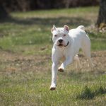 Dogo-Argentino