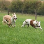 Parlamento-Europeo-Galgos