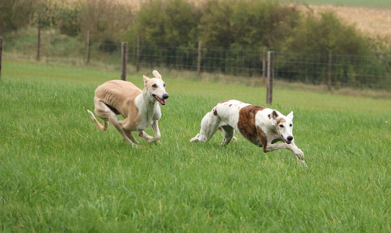 Parlamento-Europeo-Galgos