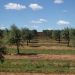 agicultura_olivos