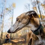 galgos-abandonados-19