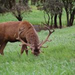 Carne-silvestre-fin