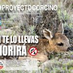 Proyecto Corcino