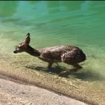 Animal-atrapado-en-canal