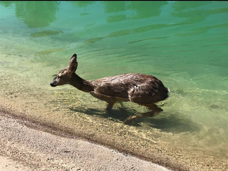 Animal-atrapado-en-canal