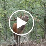 Berrea la hora de los grandes pavos
