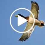 Patos-para-web