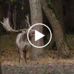 Gamo-hungaro-para-web