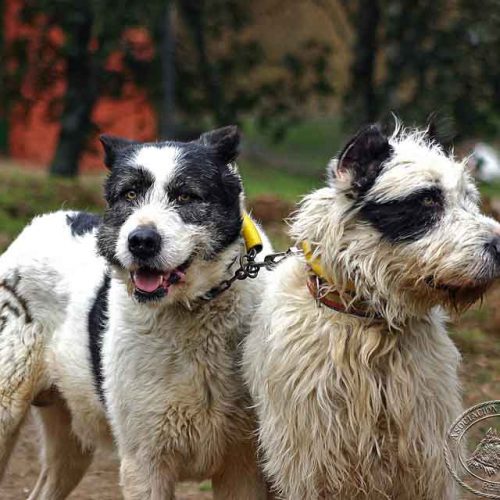 La asociación española de rehalas contra la apropiación indebida de perros de caza