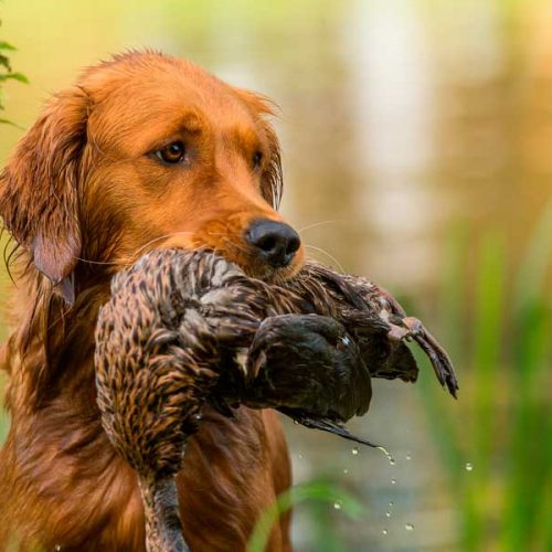 Movilidad de cazadores para asistir a sus perros y practicar el deporte de la caza