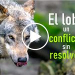 Lobo-conflicto-sin-resolver