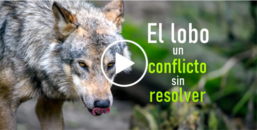 Lobo-conflicto-sin-resolver